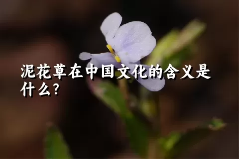 泥花草在中国文化的含义是什么？