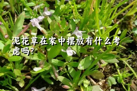 泥花草在家中摆放有什么考虑吗？