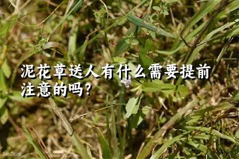 泥花草送人有什么需要提前注意的吗？