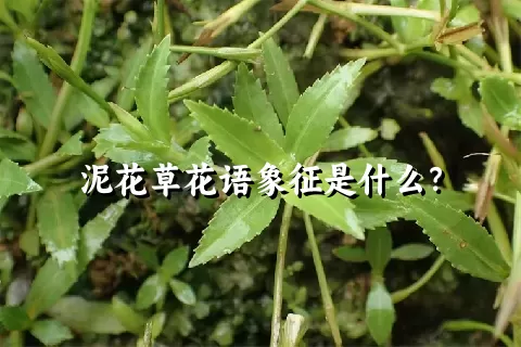 泥花草花语象征是什么？