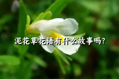 泥花草花语有什么故事吗？