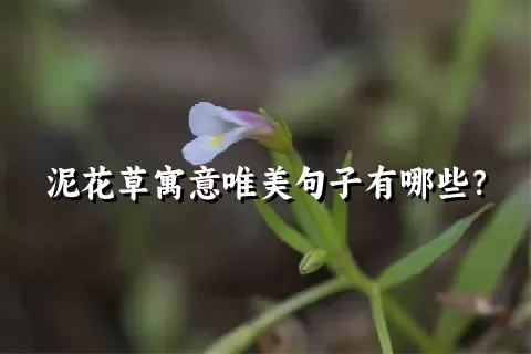 泥花草寓意唯美句子有哪些？