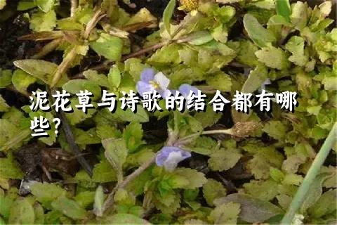 泥花草与诗歌的结合都有哪些？