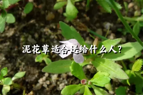 泥花草适合送给什么人？