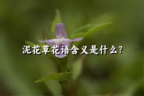 泥花草花语含义是什么？