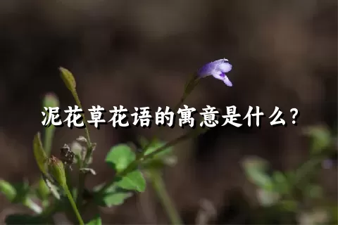 泥花草花语的寓意是什么？