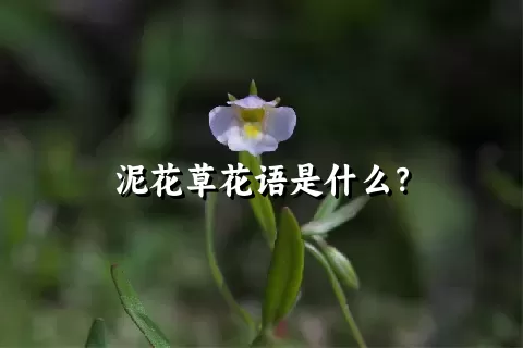 泥花草花语是什么？