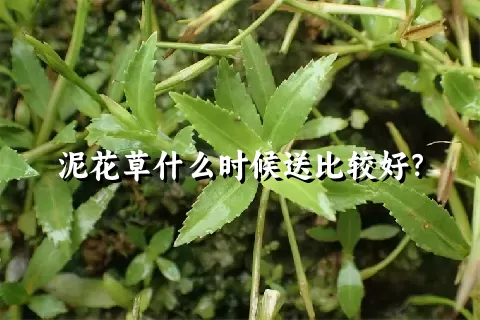 泥花草什么时候送比较好？