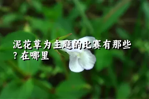 泥花草为主题的比赛有那些？在哪里