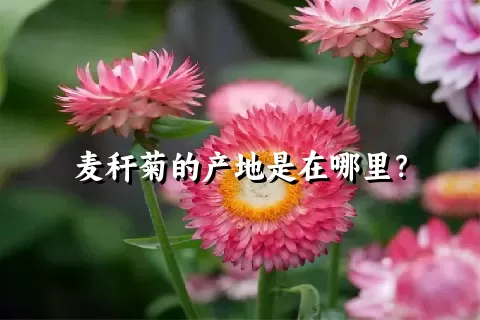 麦秆菊的产地是在哪里？