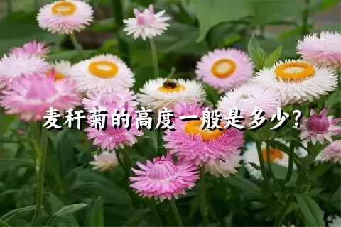 麦秆菊的高度一般是多少？