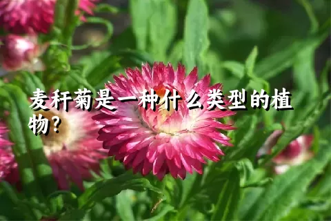 麦秆菊是一种什么类型的植物？