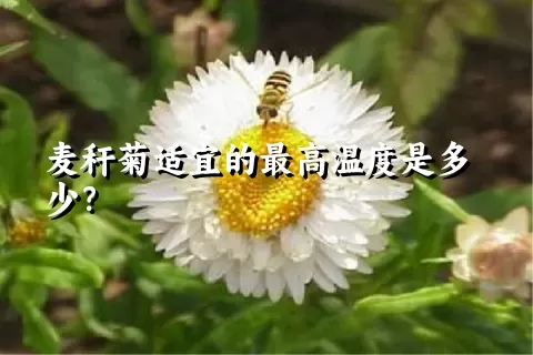 麦秆菊适宜的最高温度是多少？