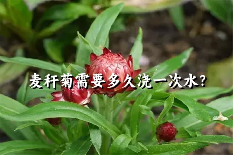 麦秆菊需要多久浇一次水？