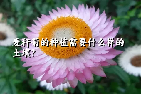 麦秆菊的种植需要什么样的土壤？