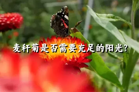 麦秆菊是否需要充足的阳光？