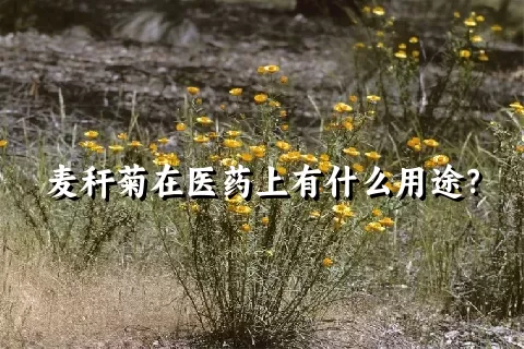 麦秆菊在医药上有什么用途？