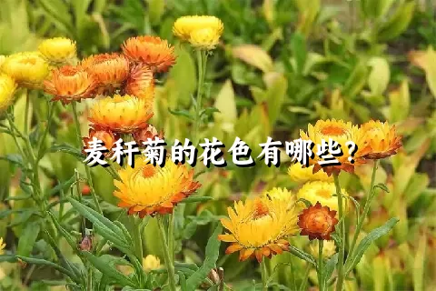 麦秆菊的花色有哪些？