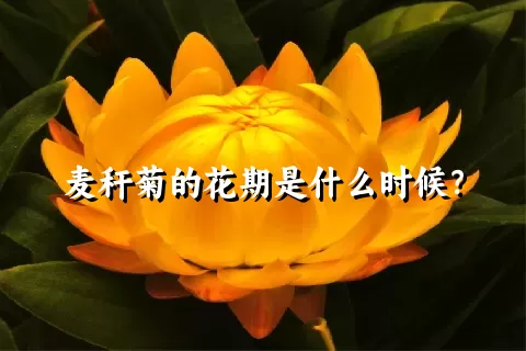 麦秆菊的花期是什么时候？