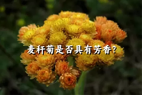 麦秆菊是否具有芳香？