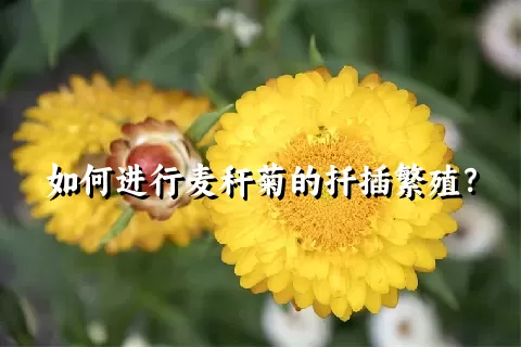 如何进行麦秆菊的扦插繁殖？