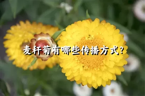 麦秆菊有哪些传播方式？