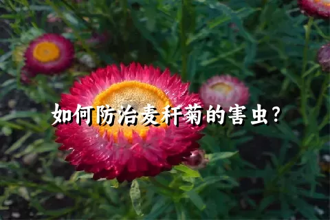 如何防治麦秆菊的害虫？