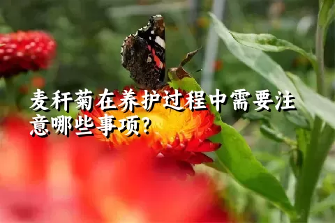 麦秆菊在养护过程中需要注意哪些事项？