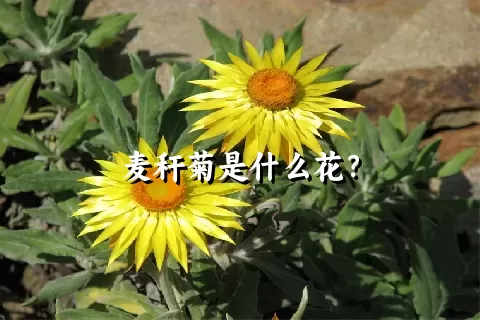 麦秆菊是什么花？