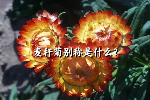 麦秆菊别称是什么？