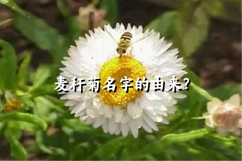 麦秆菊名字的由来？