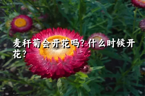 麦秆菊会开花吗？什么时候开花？