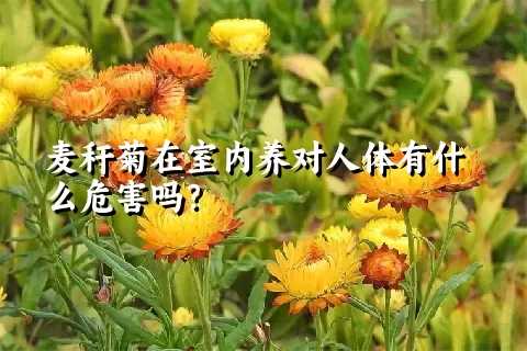 麦秆菊在室内养对人体有什么危害吗？