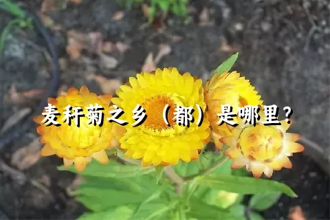 麦秆菊之乡（都）是哪里？