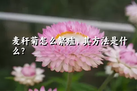 麦秆菊怎么繁殖，其方法是什么？