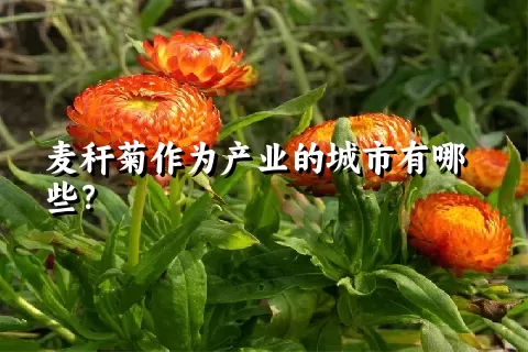 麦秆菊作为产业的城市有哪些？