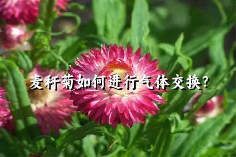 麦秆菊如何进行气体交换？