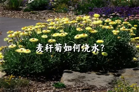 麦秆菊如何浇水？