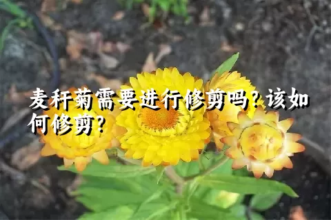 麦秆菊需要进行修剪吗？该如何修剪？