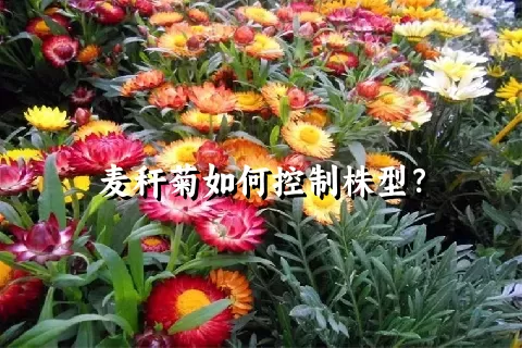 麦秆菊如何控制株型？