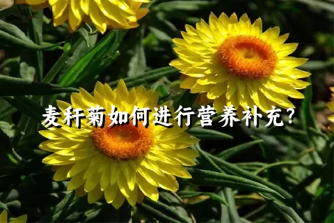 麦秆菊如何进行营养补充？