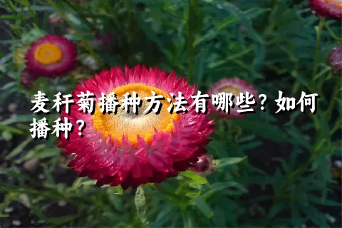 麦秆菊播种方法有哪些？如何播种？