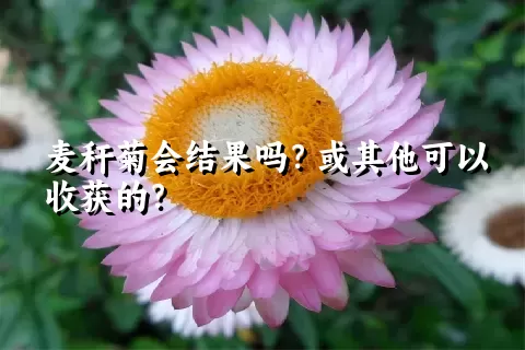 麦秆菊会结果吗？或其他可以收获的？