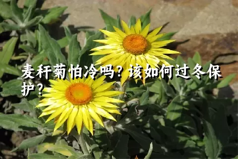 麦秆菊怕冷吗？该如何过冬保护？