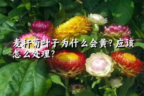 麦秆菊叶子为什么会黄？应该怎么处理？