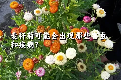 麦秆菊可能会出现那些害虫和疾病？