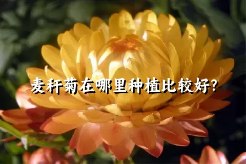 麦秆菊在哪里种植比较好？