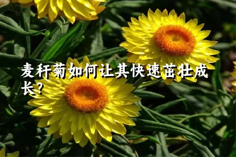 麦秆菊如何让其快速茁壮成长？