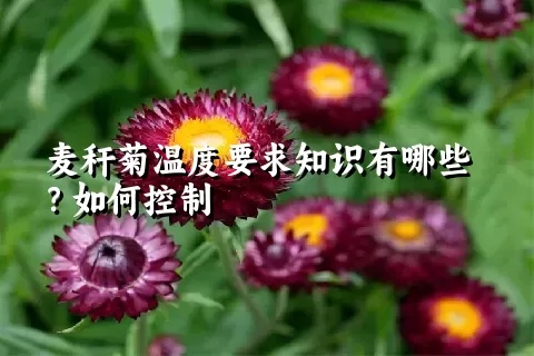 麦秆菊温度要求知识有哪些？如何控制