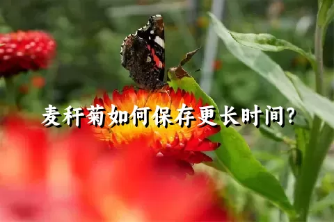 麦秆菊如何保存更长时间？